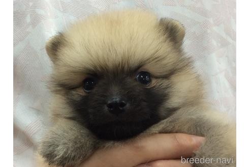 成約済の山口県のポメラニアン-184862の1枚目